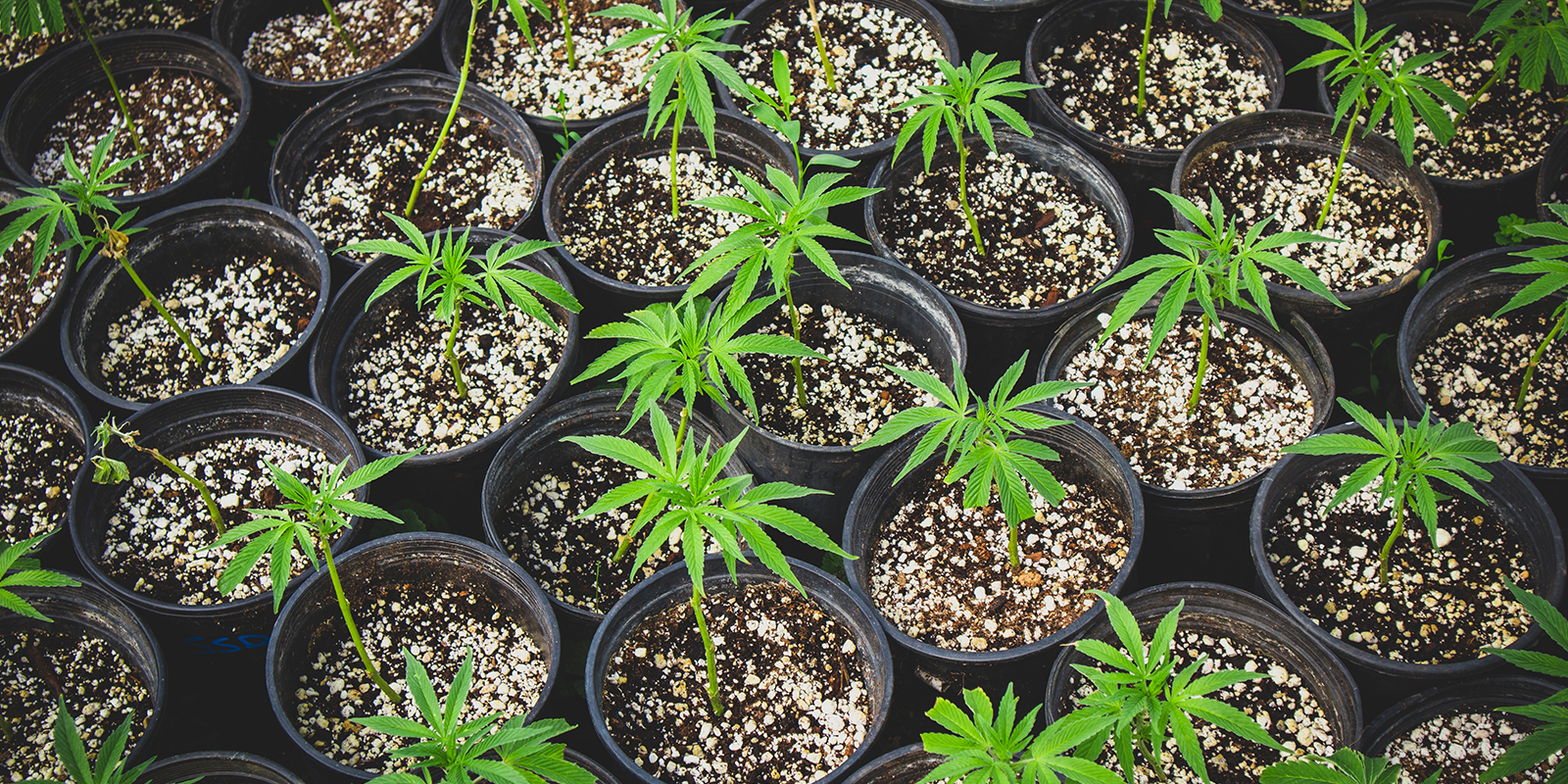 Gebruik klonen of hetzelfde fenotype voor een egaal bladerdek Gebruik klonen of hetzelfde fenotype voor een egaal bladerdek