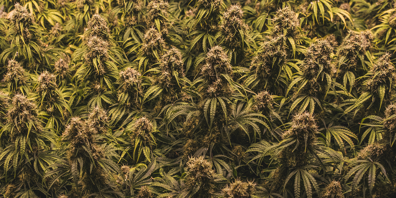 Waarom de keuze van de soort belangrijk is in een Sea of Green setup Waarom de keuze van de soort belangrijk is in een Sea of Green setup