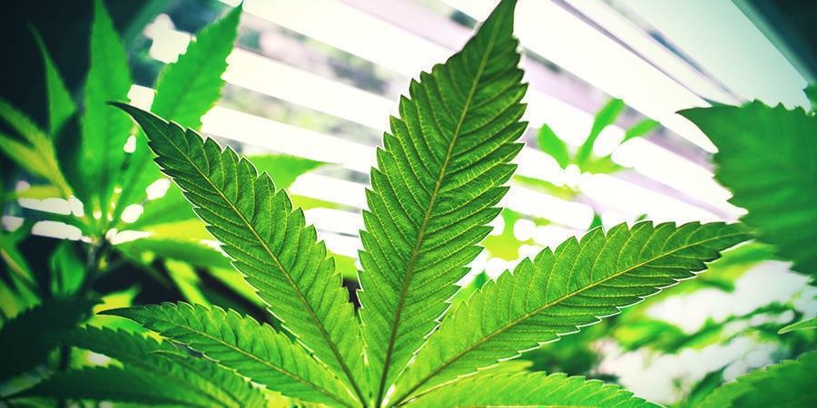 Fotoperiode Cannabis Planten
