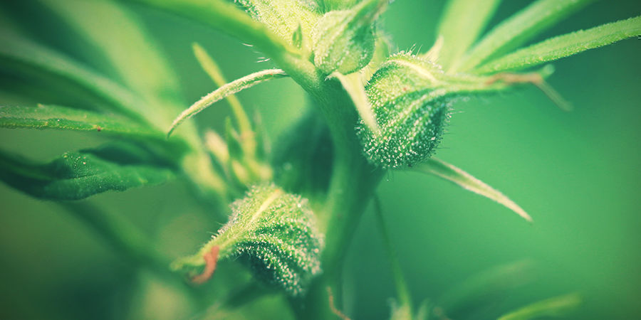 Female Cannabis Plants