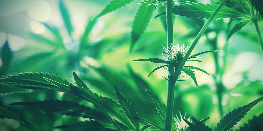 Jonge Cannabis Toppen