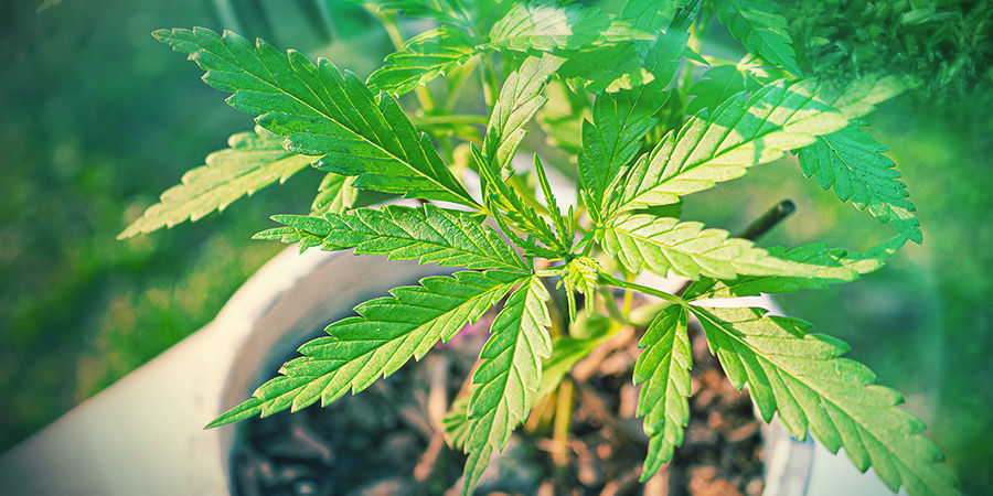 Bloeiende Cannabis Plant