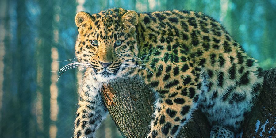 Jaguars Die Graag High Worden: Ayahuasca (Banisteriopsis Caapi)