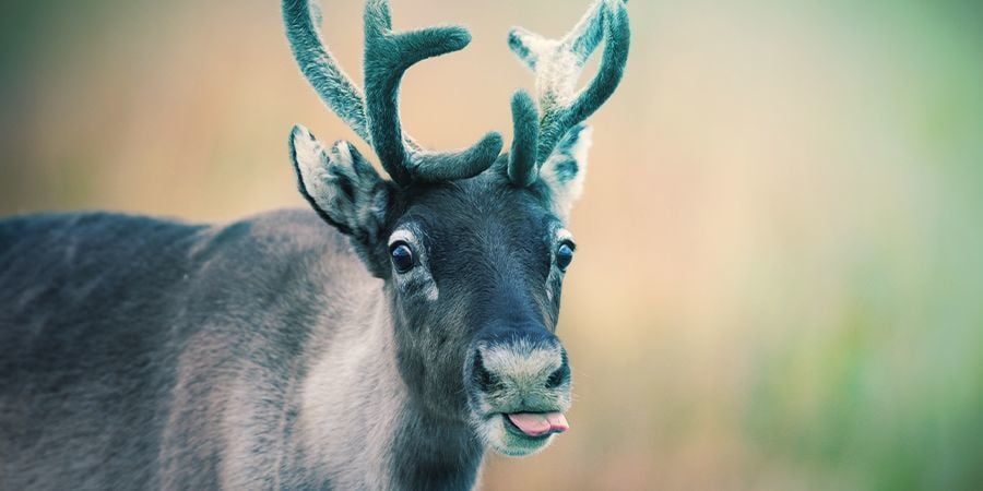 Rendieren Die Graag High Worden - Vliegenzwam