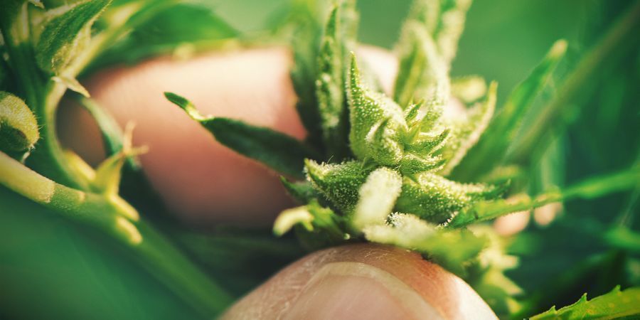 CANNABIS VANUIT ZAAD KWEKEN: NADELEN