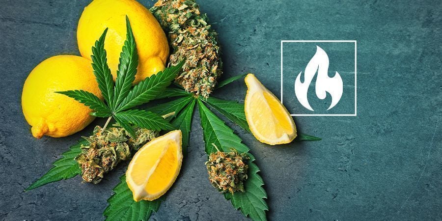 CANNABIS, TERPENEN, TEMPERATUREN & JIJ