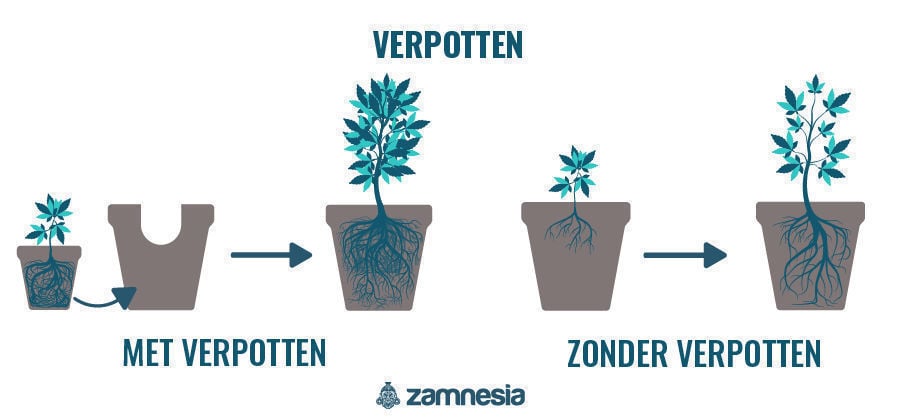 Verpotten Van Cannabis Planten