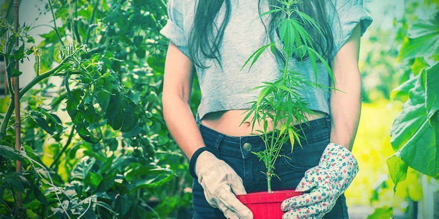 verplanten van cannabisplanten