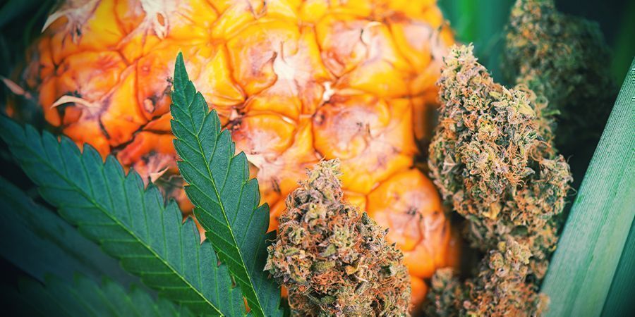 Hoe Verrijk Je De Smaak Van Cannabis Na De Oogst?