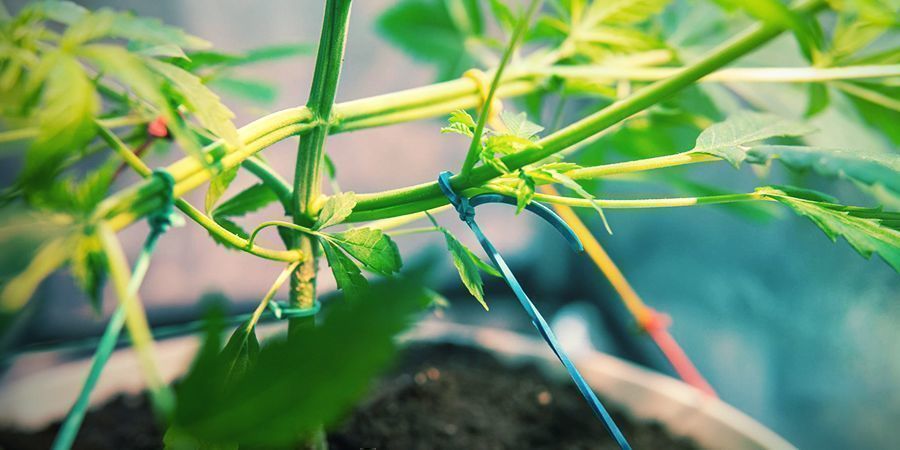 Hoe Kweek Je Extra Smakelijke Cannabis?