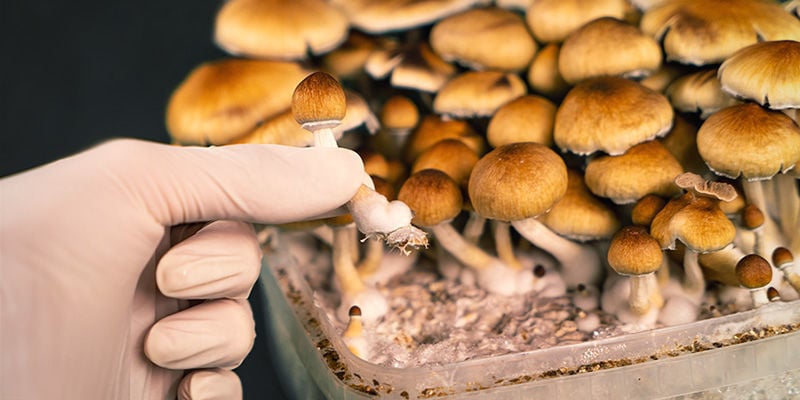Wanneer moet je magic mushrooms oogsten?