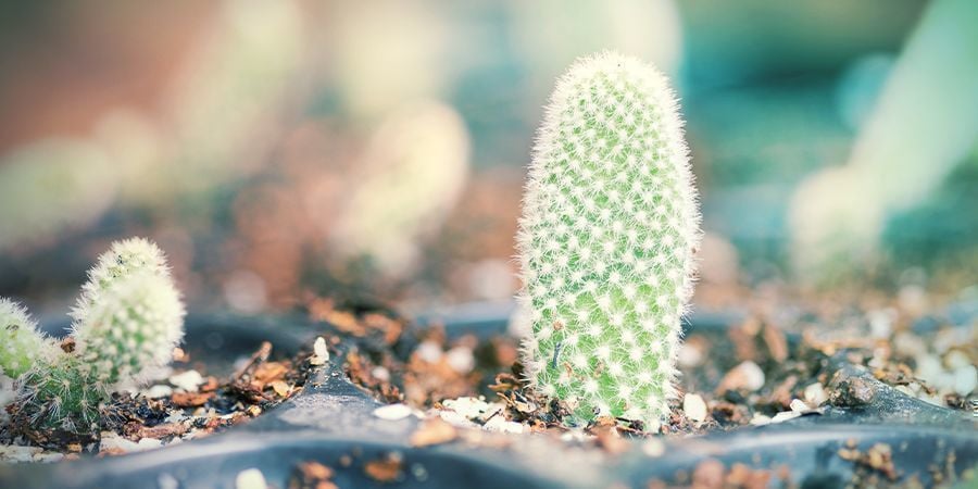 Je Gedroogde En Verharde Cactus-stekken In Potten Zetten