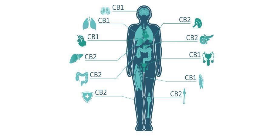 Speelt CBC In De Toekomst Een Rol In Cannabismedicatie?