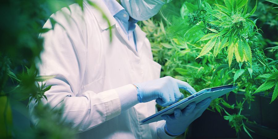 TOEKOMSTIG ONDERZOEK: CDBA IN DE CANNABISWERELD