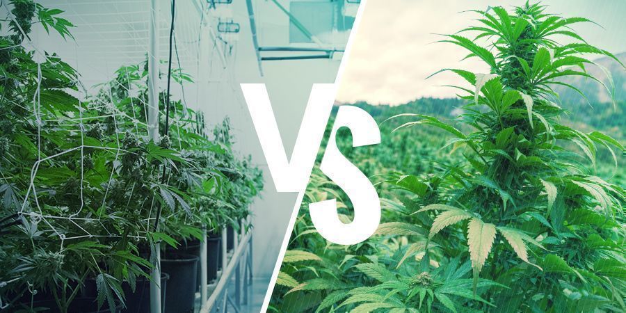 HEIRLOOM%20VS%20LANDRACE%20CANNABIS%20 %20THE%20FINER%20POINTS