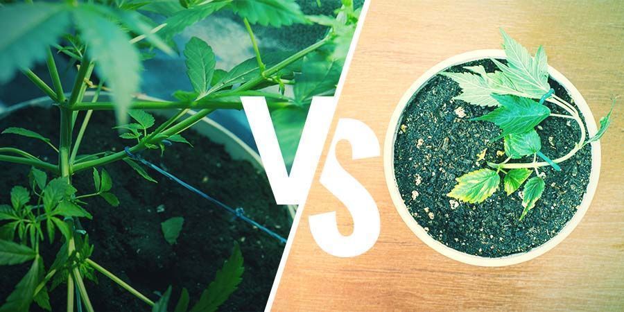 Het Trainen Van Je Cannabisplanten: LST VERSUS HST