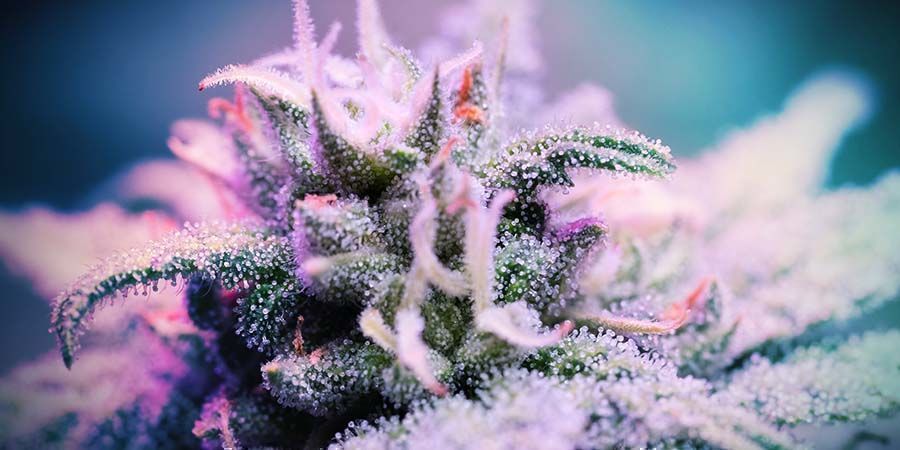 Purple Punch: Populariteit En Leuke Weetjes