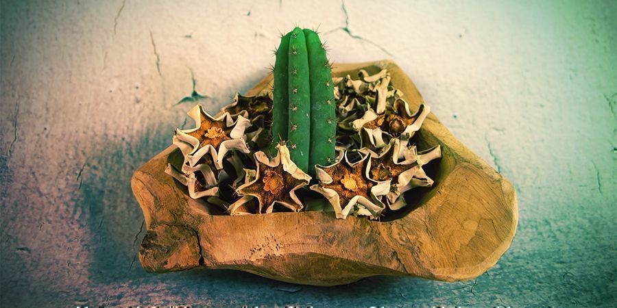 De Meeste Mescaline Zit In De Buitenschil Van De Cactus