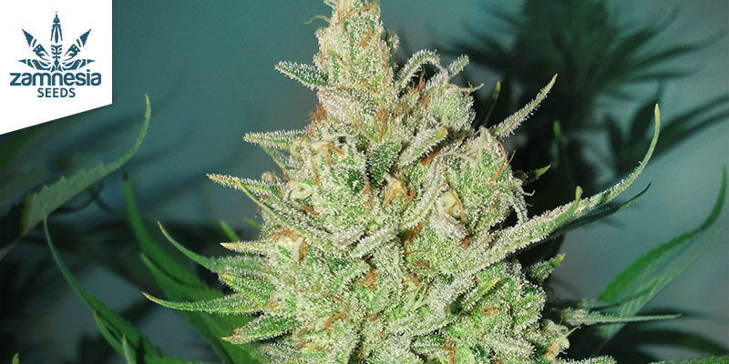 Lemon Power Haze (Zamnesia Seeds) 