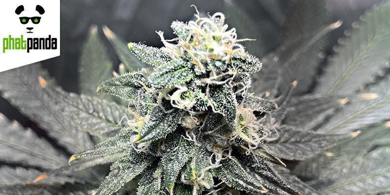 GREASE MONKEY VAN PHAT PANDA SEEDS