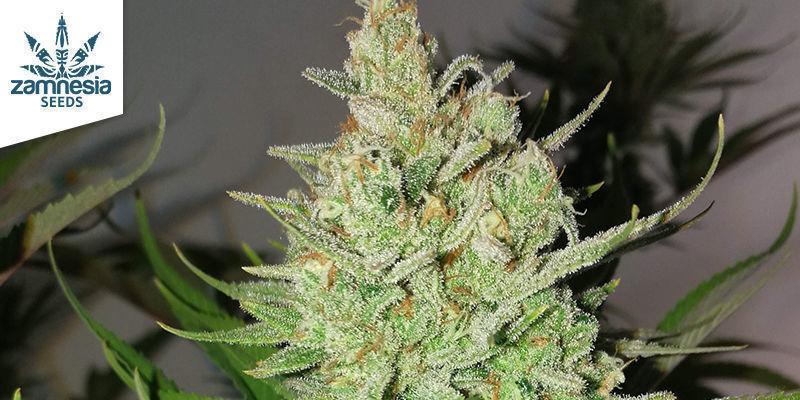 LEMON POWER HAZE VAN ZAMNESIA SEEDS