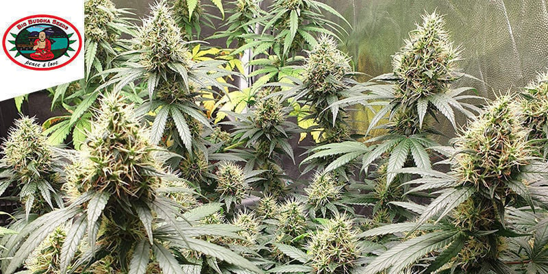 SCH’LEMON CAKE VAN BIG BUDDHA SEEDS