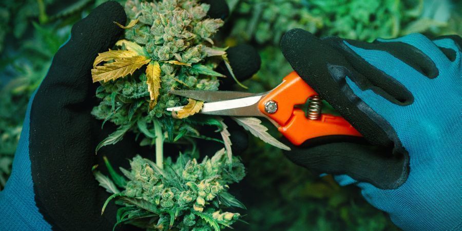 Laat Je Kleffe Stash Uitharden