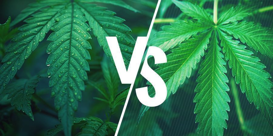 Indica Versus Sativa - Selecteer De Juiste Cannabis Soort