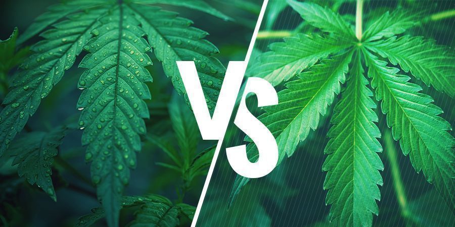 Indica Versus Sativa - Selecteer De Juiste Cannabis Soort