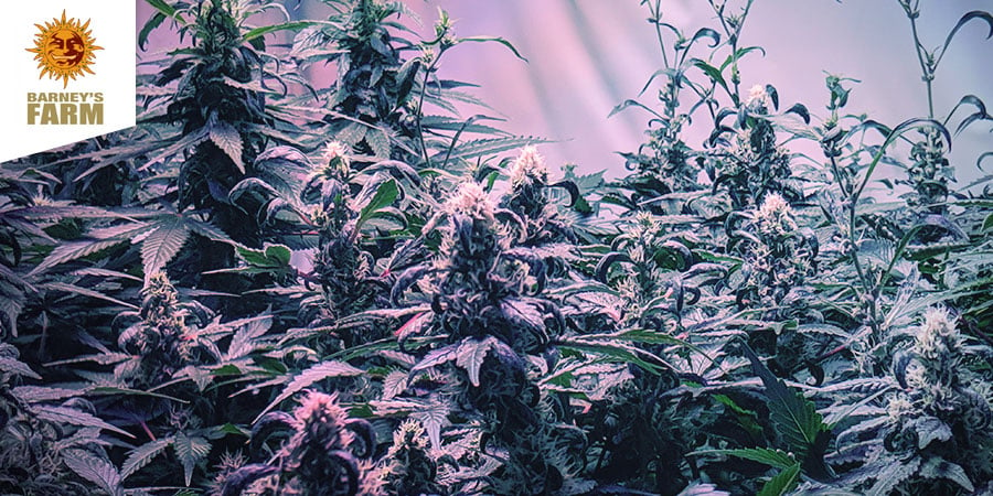 Barney’s Coffeeshop - Beste Hybride Cannabis Amsterdam
