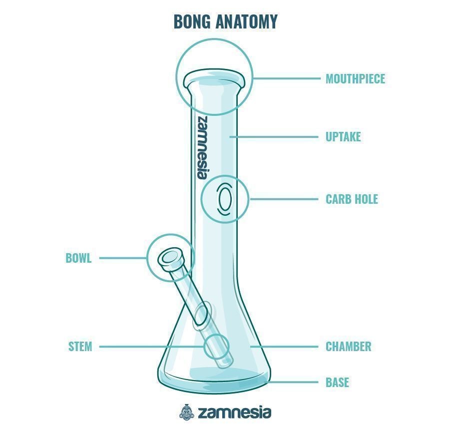De Anatomie Van De Bong