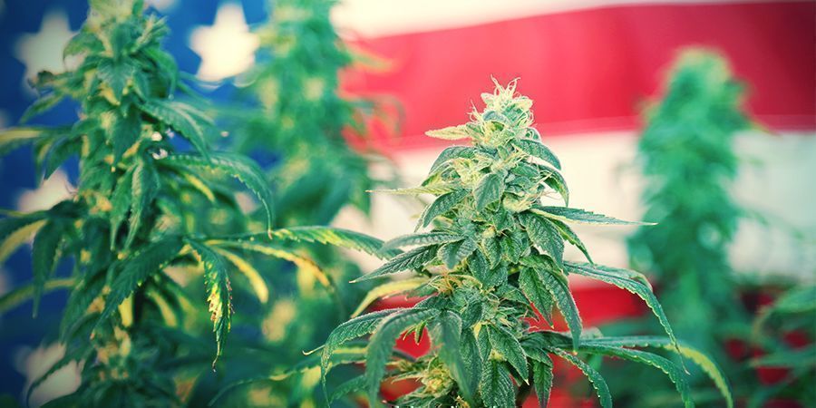 STARS, STRIPES EN AMERIKAANSE CANNABISVARIËTEITEN