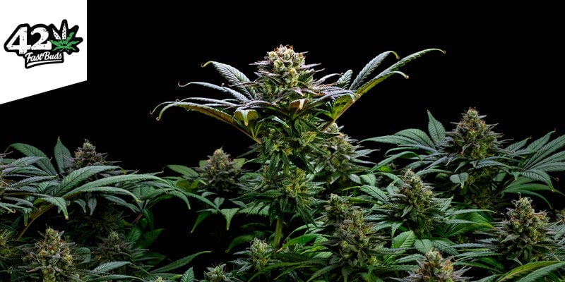 How To Grow Your First Cannabis Plant In 10 Steps - Zamnesia Blog