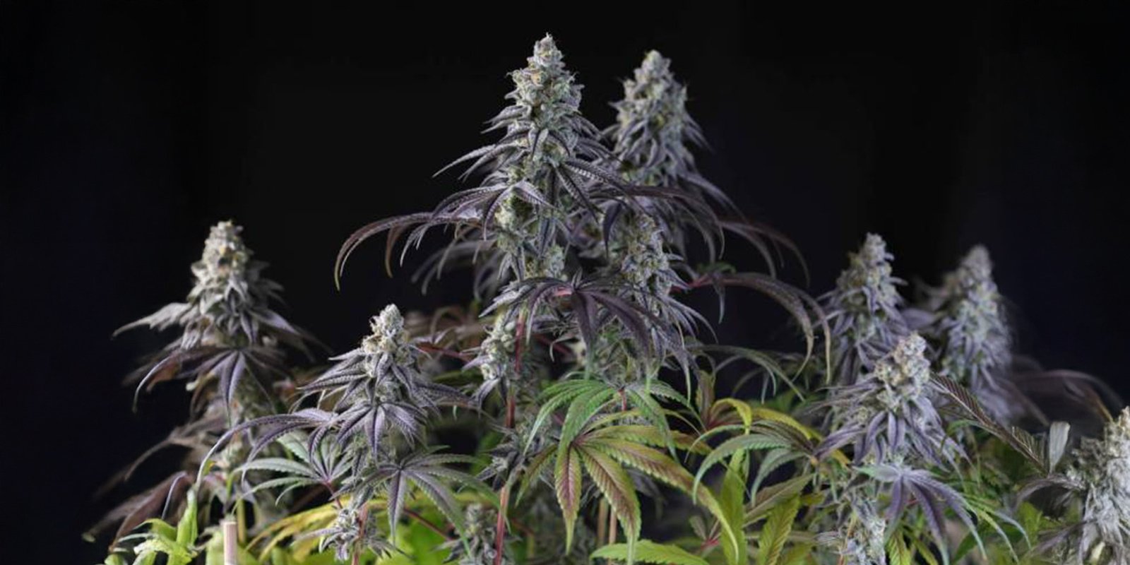 Beste koudebestendige strains voor winterkweek