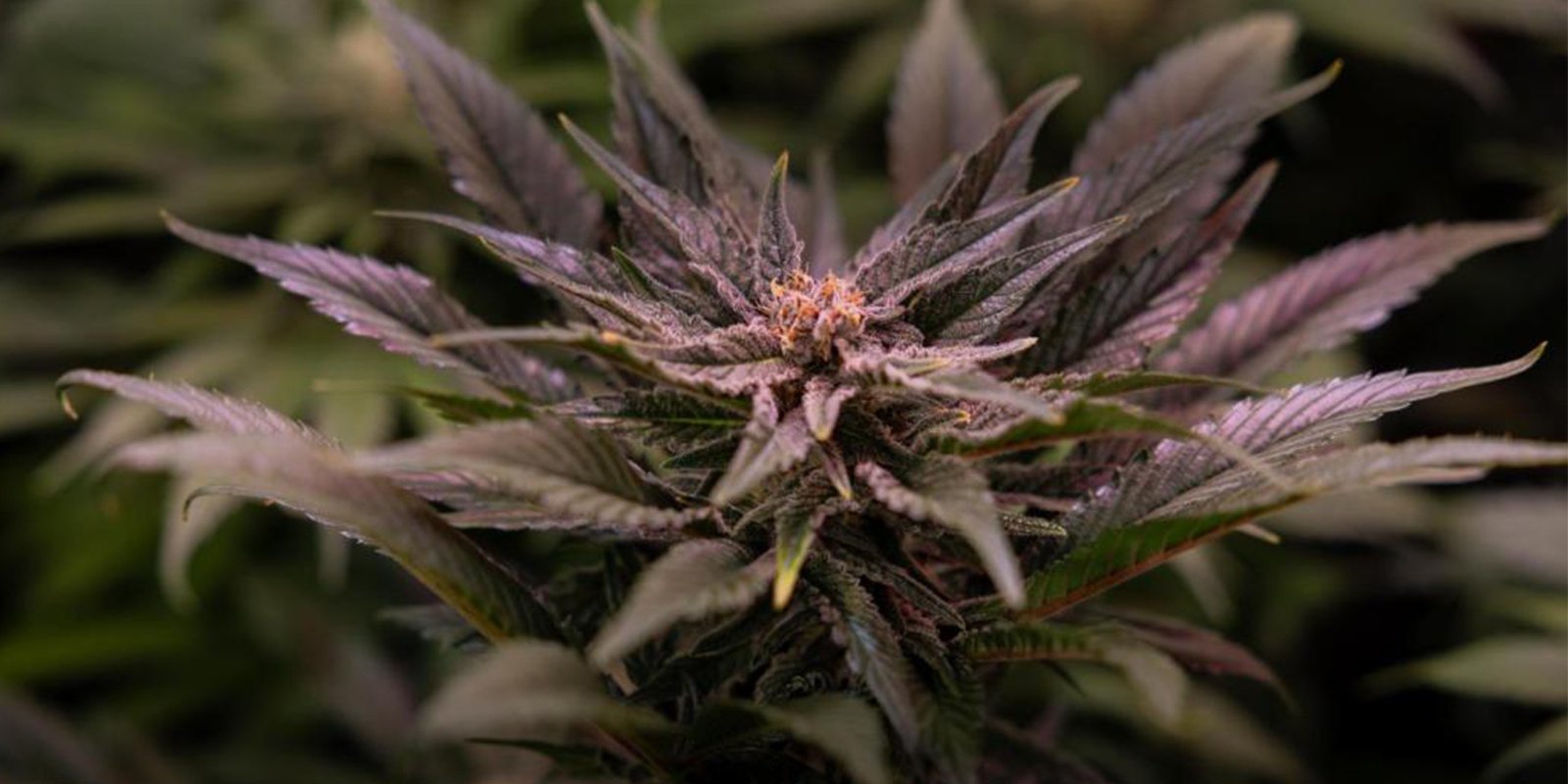 Minimumtemperatuur die cannabis nodig heeft