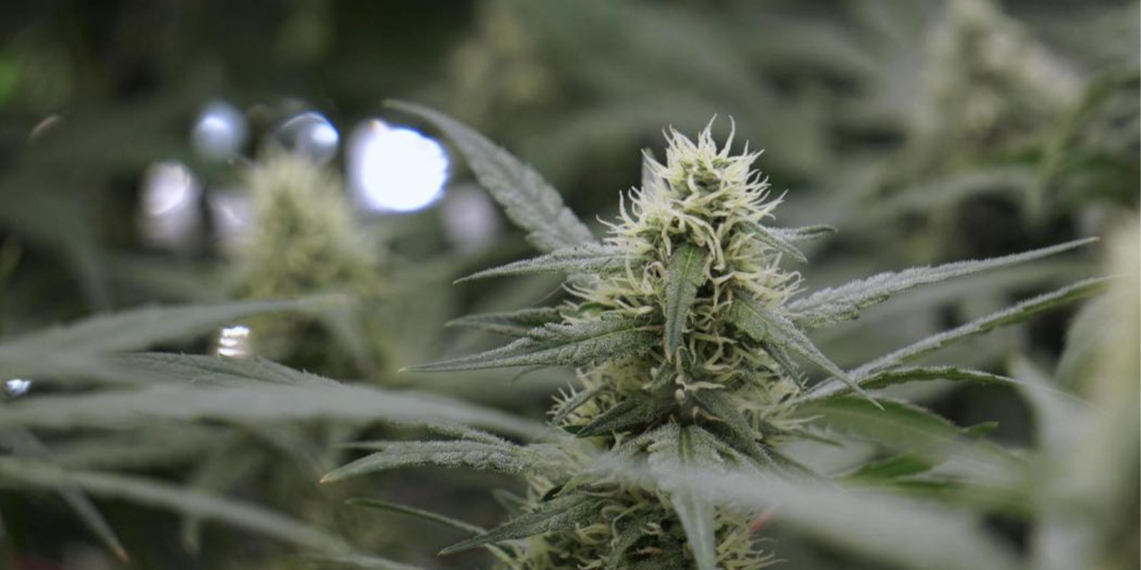 Moet je in plaats daarvan binnen kweken?