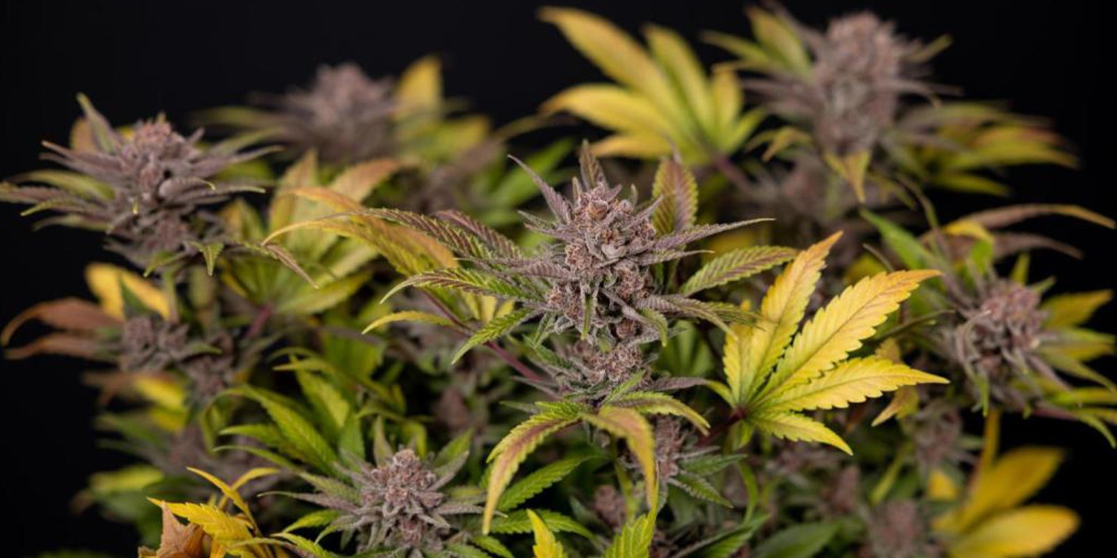 Tips voor wiet kweken in de winter