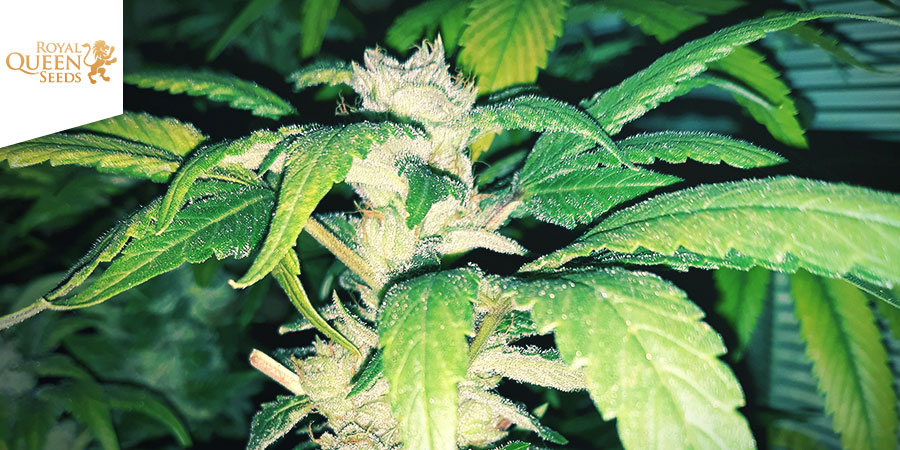 Quick One (Royal Queen Seeds)