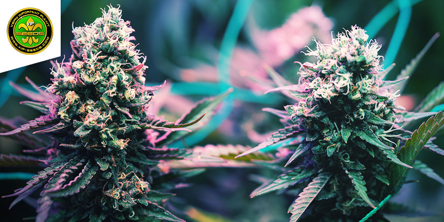 Taison Auto (VIP Seeds)