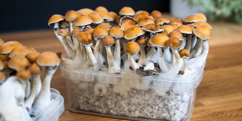 Paddo-kweeksets: De makkelijkste manier om magic mushrooms te kweken Paddo-kweeksets: De makkelijkste manier om magic mushrooms te kweken