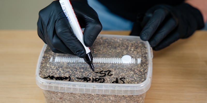 Hoe lang duurt het om magic mushrooms te kweken? Hoe lang duurt het om magic mushrooms te kweken?