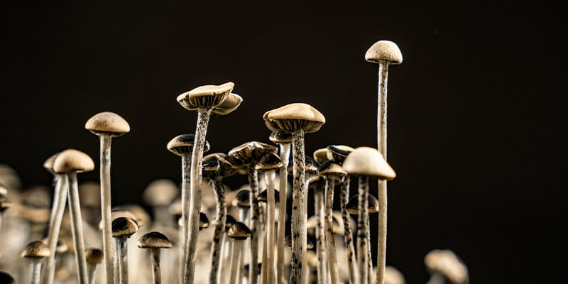 Magic mushrooms thuis kweken Magic mushrooms thuis kweken