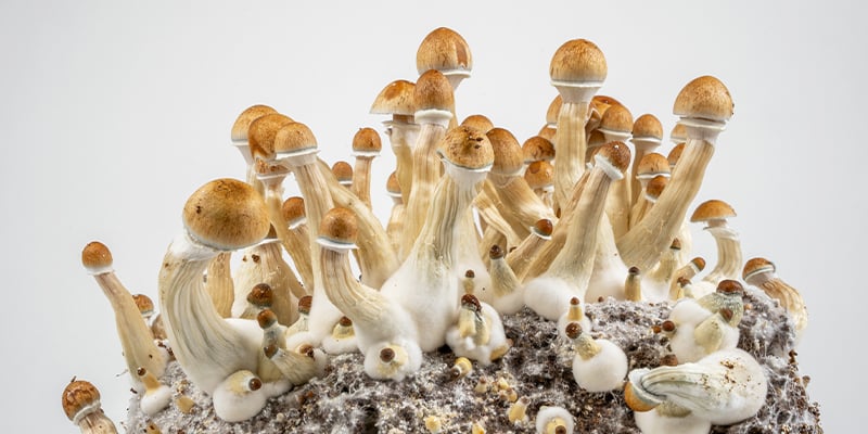 De eenvoudigste route naar magic mushrooms De eenvoudigste route naar magic mushrooms