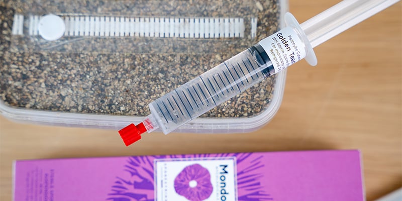 Welke magic mushroom-soorten kweken mensen? Welke magic mushroom-soorten kweken mensen?