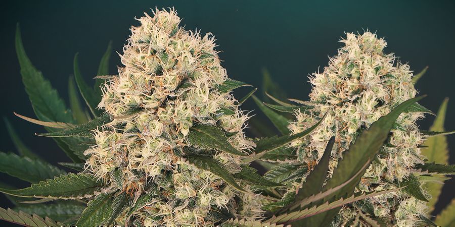 BLACK ZKITTLEZ: GENETISCHE GESCHIEDENIS