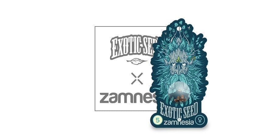 Black Zkittlez (Exotic Seed X Zamnesia) Feminized