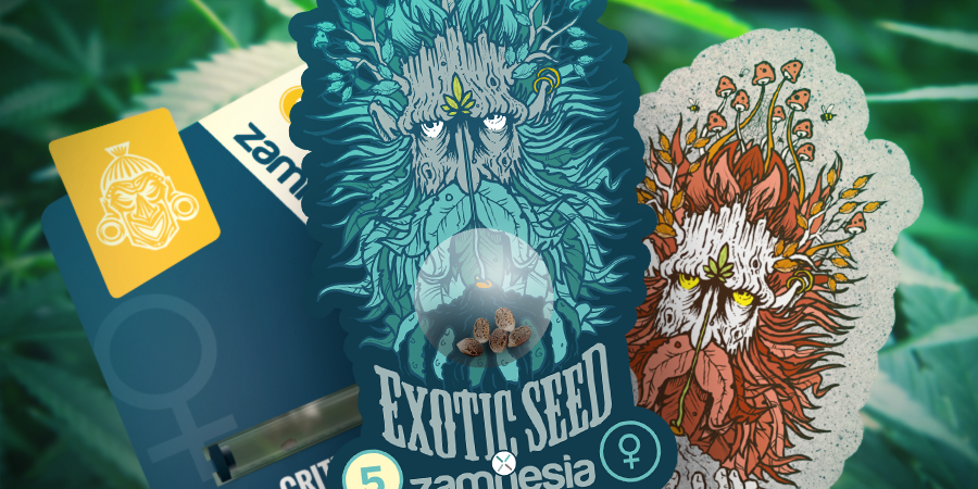 ZAMNESIA EN EXOTIC SEED: EEN STERKE SAMENWERKING