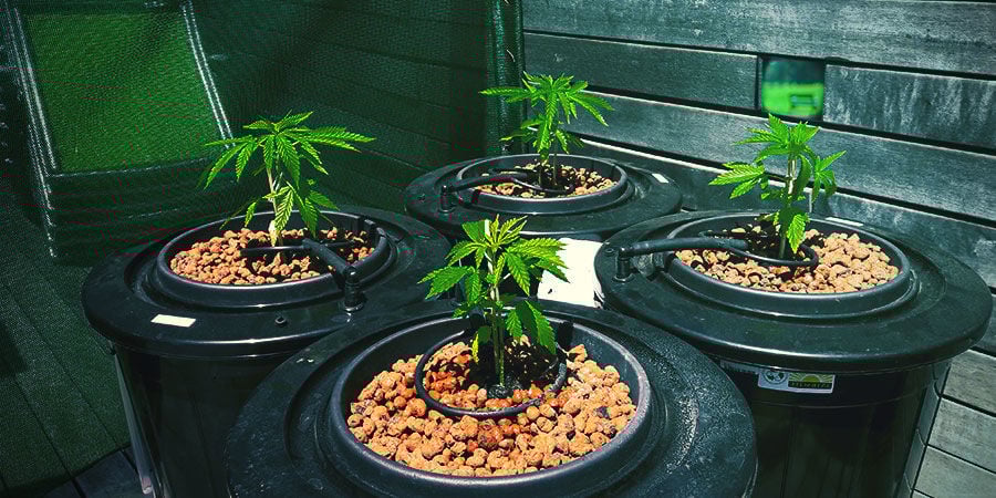 HOE VOORKOM JE ALGEN IN JE HYDROCULTUURSYSTEEM?