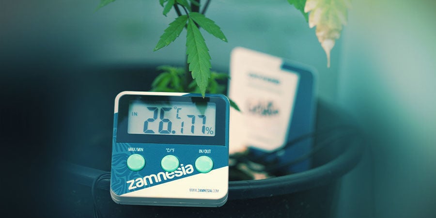 Cannabiskweekruimte: Temperatuur En Vochtigheid