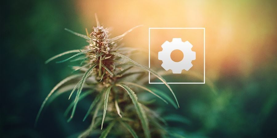 Hoeveel Zonlicht Hebben Autoflower Cannabis Planten Nodig?